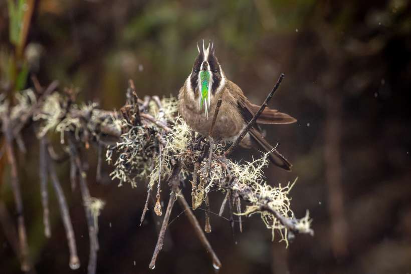 Barbudito de páramo, Oxypogon guerinii, sobre líquenes
