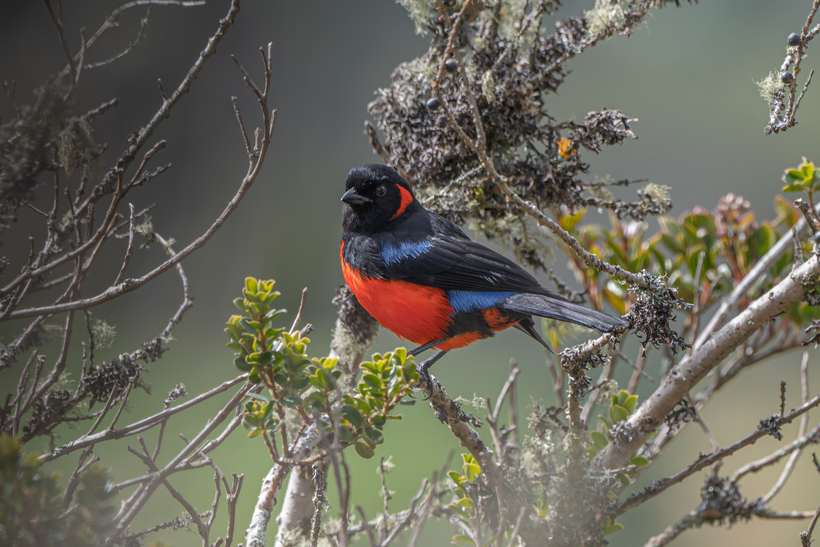 Clarinero ventrirrojo, Anisognathus igniventris