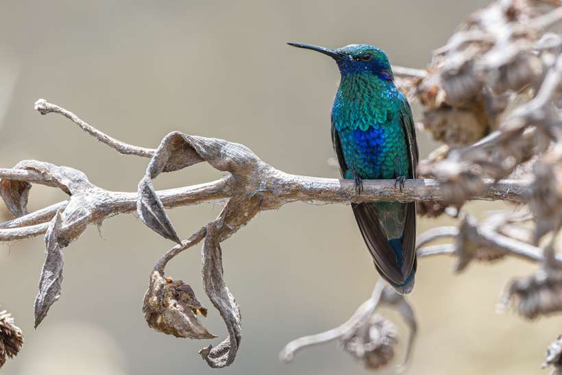 Colibrí chillón, Colibri coruscans