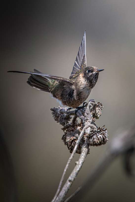 Barbudito de páramo hembra, Oxypogon guerinii