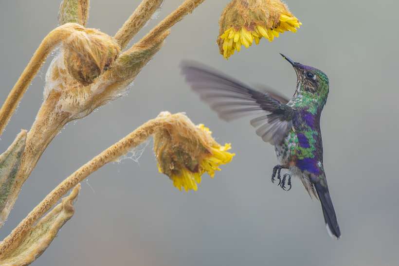 Picoespina dorsipúrpura en vuelo, Ramphomicron microrhynchum