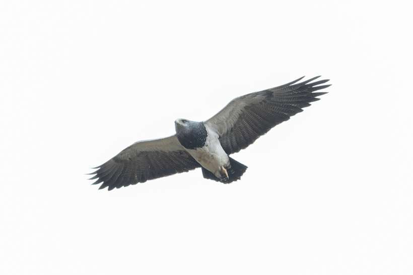 Águila mora en vuelo, Geranoaetus melanoleucus