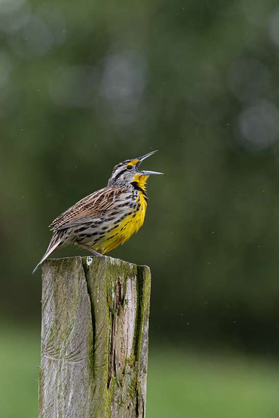 Chirlobirlo cantando, Sturnella magna
