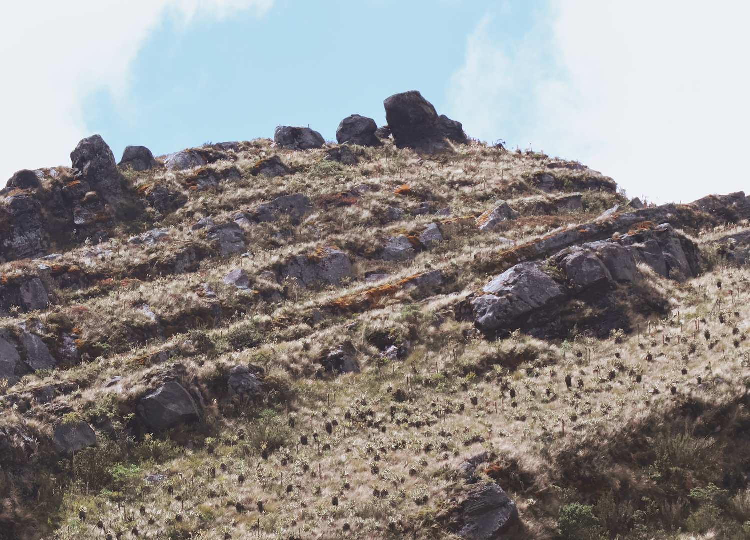 Ladera de páramo con frailejones bajo el cielo abierto
