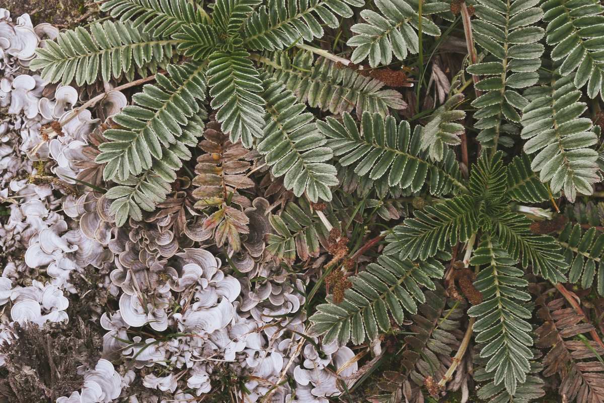Detalle de un frailejón, Espeletia, con líquenes del páramo