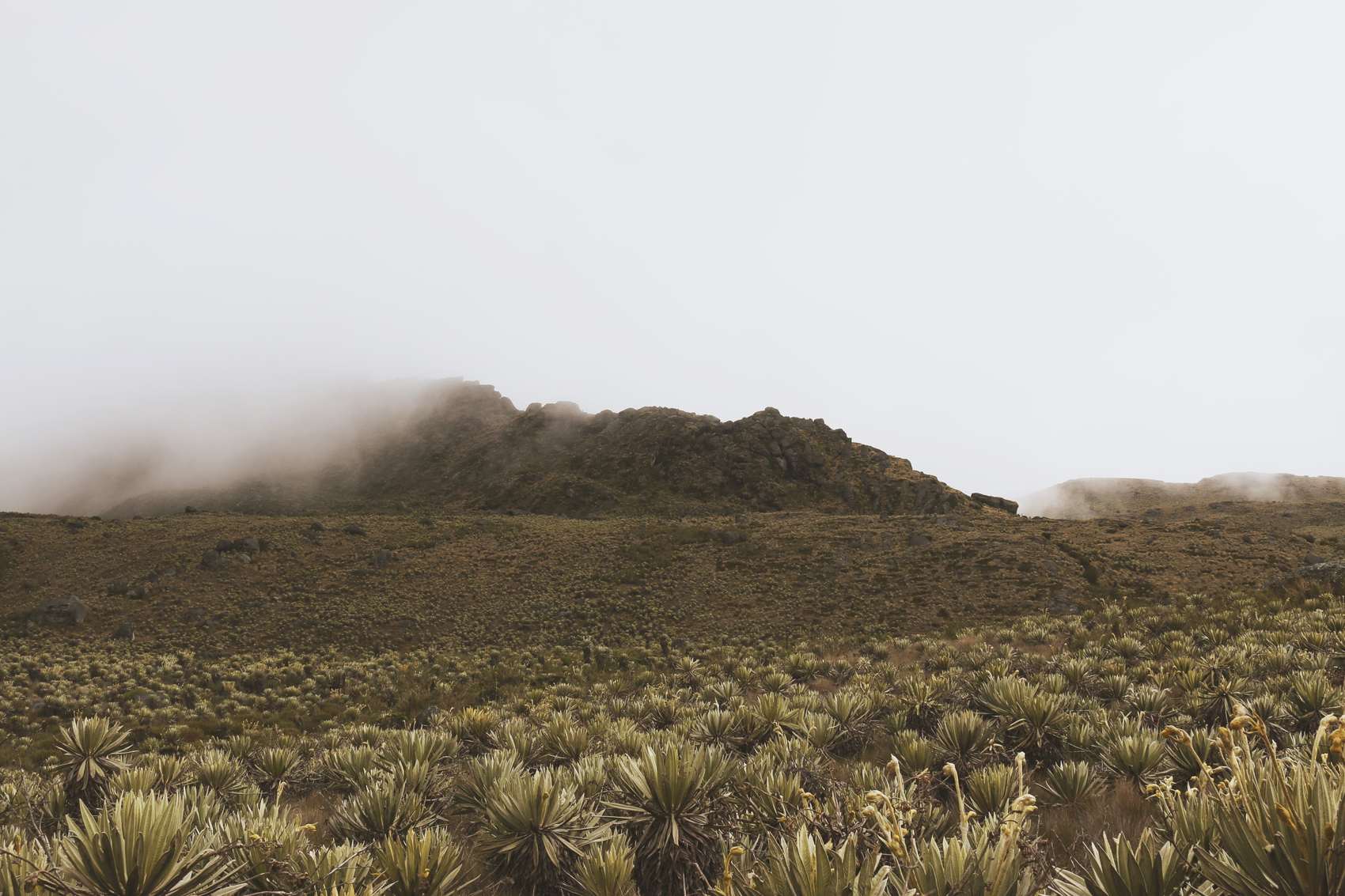 Campo de frailejones bajo la niebla en la Reserva Santa María de Sumapaz