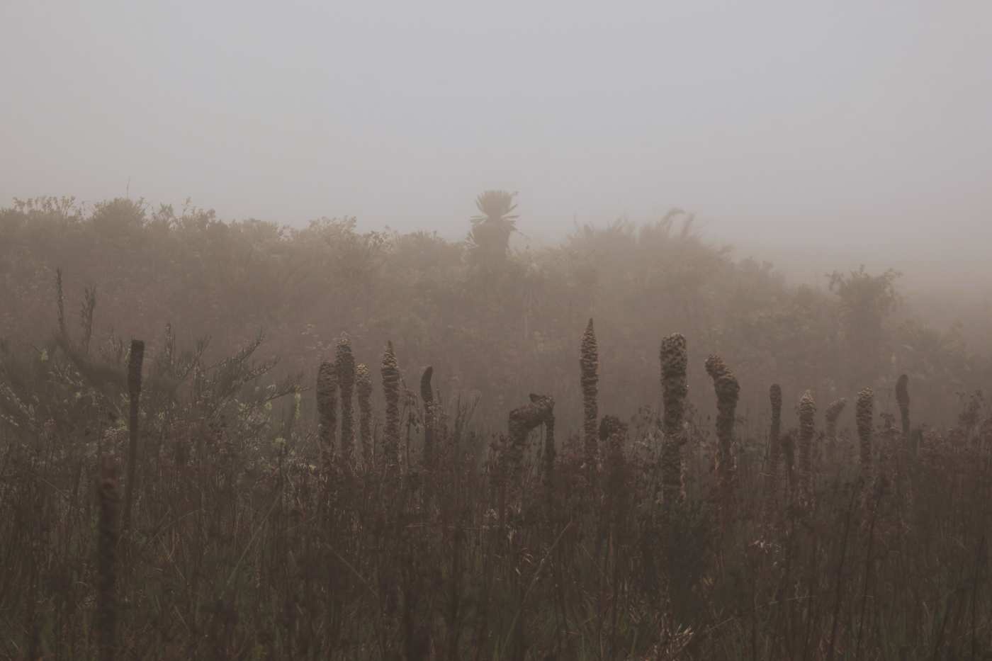 Niebla densa sobre el pajonal del páramo en la cuenca alta del Tunjuelo